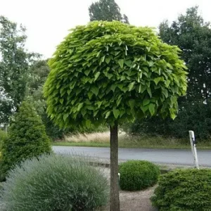 Image title